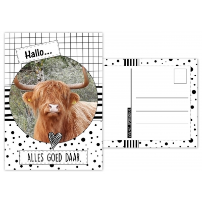 A6 Kaart met afbeelding hooglander met tekst ''Hallo alles goed daar''.